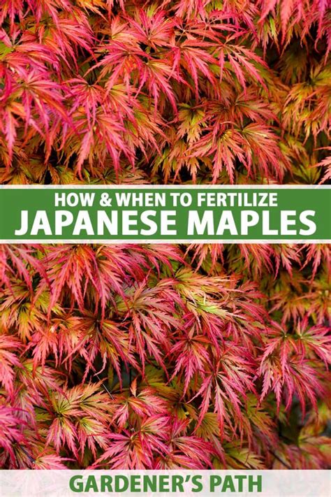 what kind of fertilizer for japanese maple